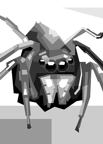 spider mini