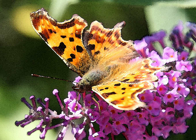 Comma Butterfly