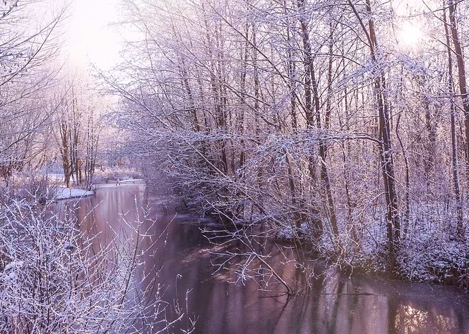 Winter Trees