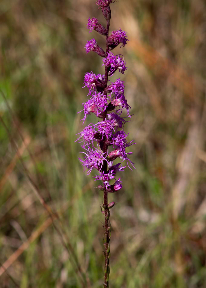 violet bloom