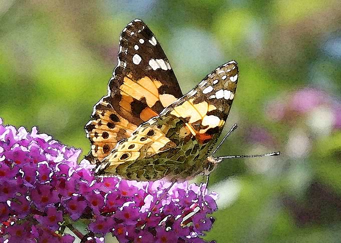 Painted Lady