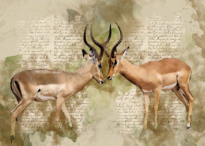 Antelope