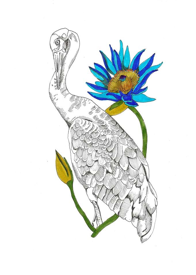 Wetland Brolga