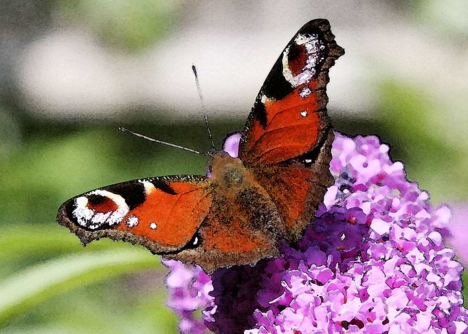 Peacock