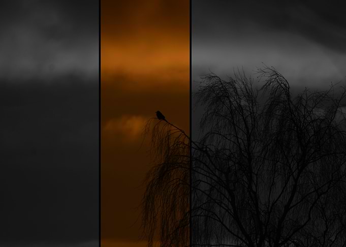 The lonely Bird