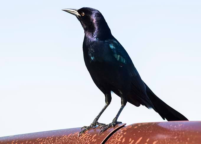 still blackbird