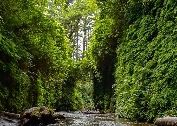 Fern Canyon