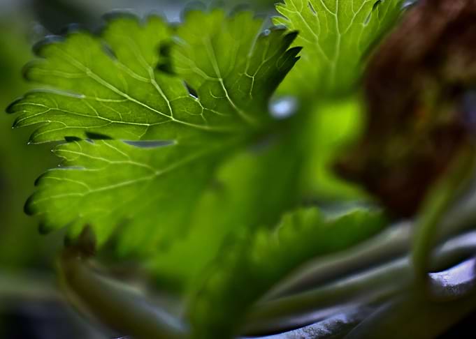 Parsley