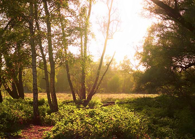 Forest field