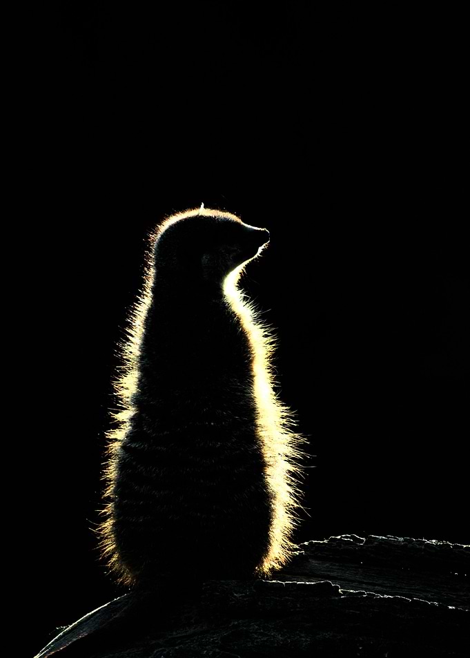 Meerkat