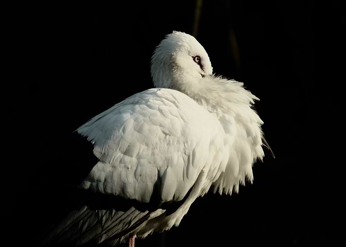 Stork