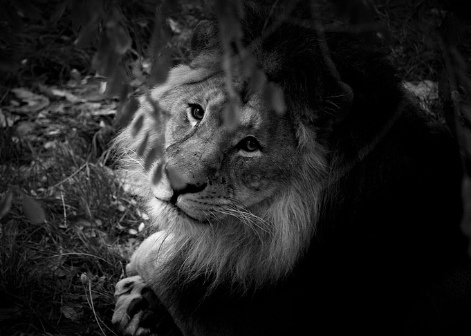 The eye of the lion