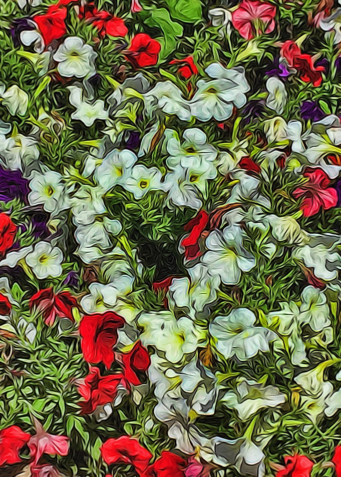 Bed Of White Petunias