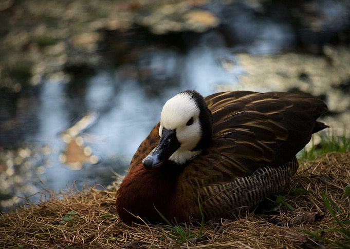 duck