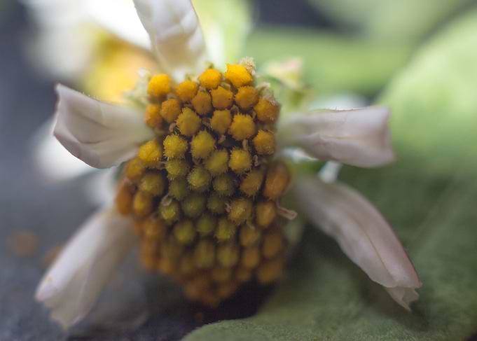 Lovely Daisy