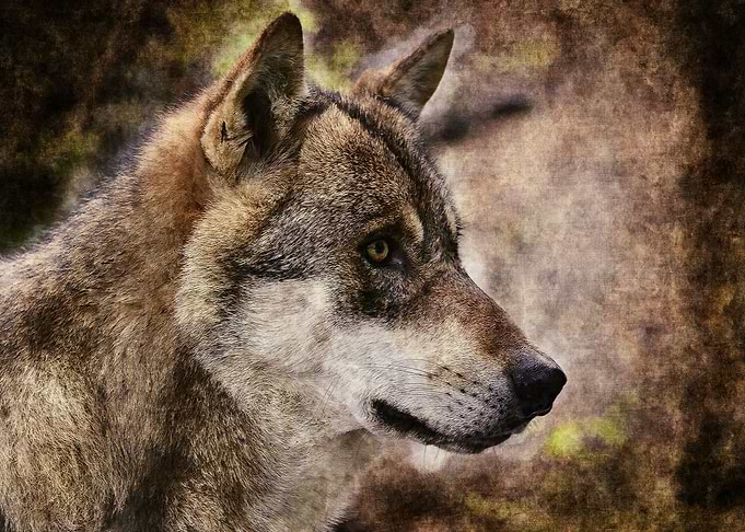 Brown Wolf