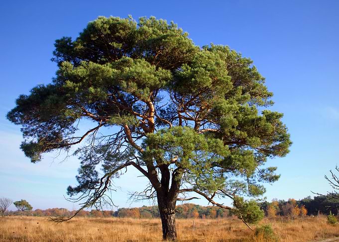 Tree on the prairie