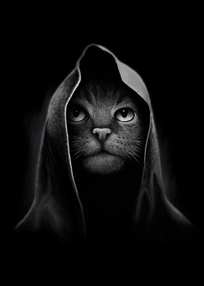 Cat Portrait