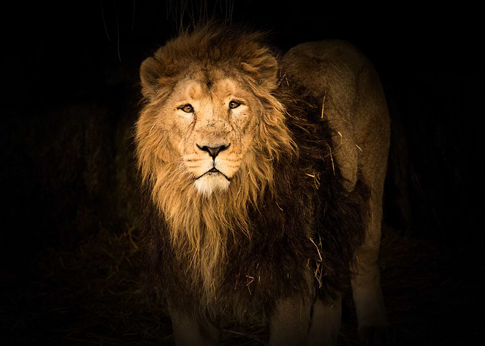 Lion in the black