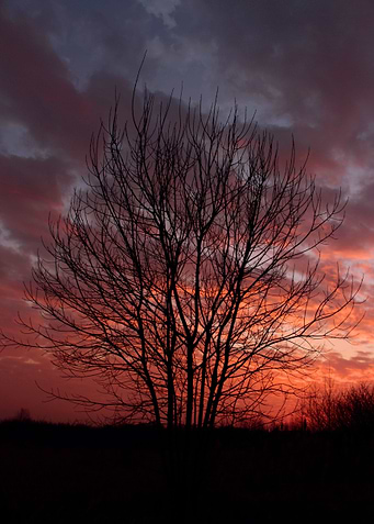 sunset tree