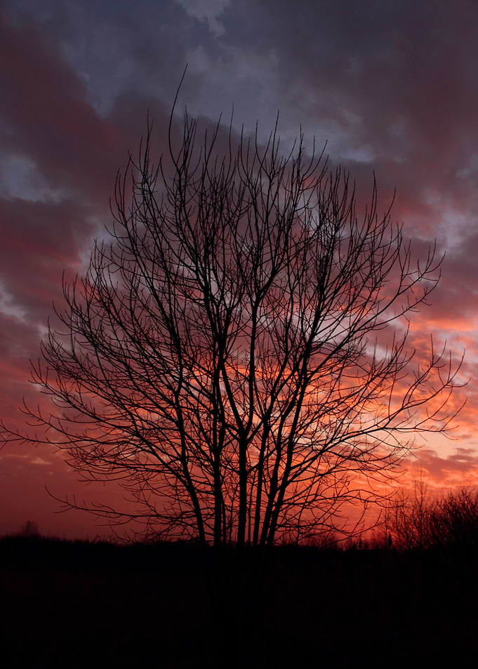 sunset tree
