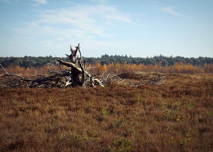 dead tree prairie