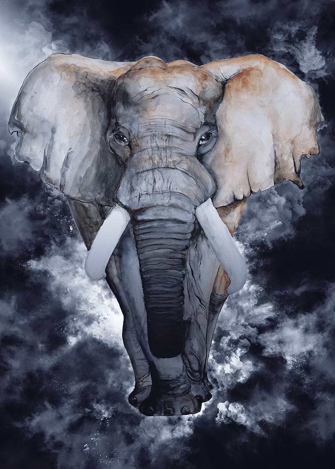 Elephant 5