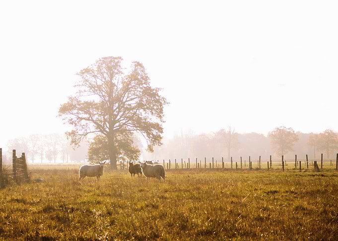 Sheep in a meadow