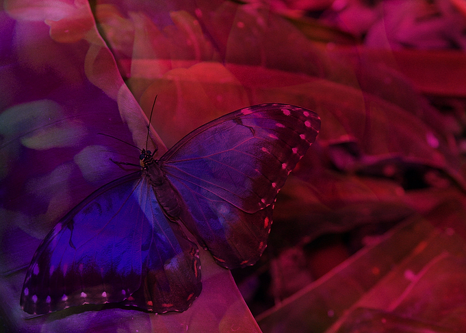 blue butterfly