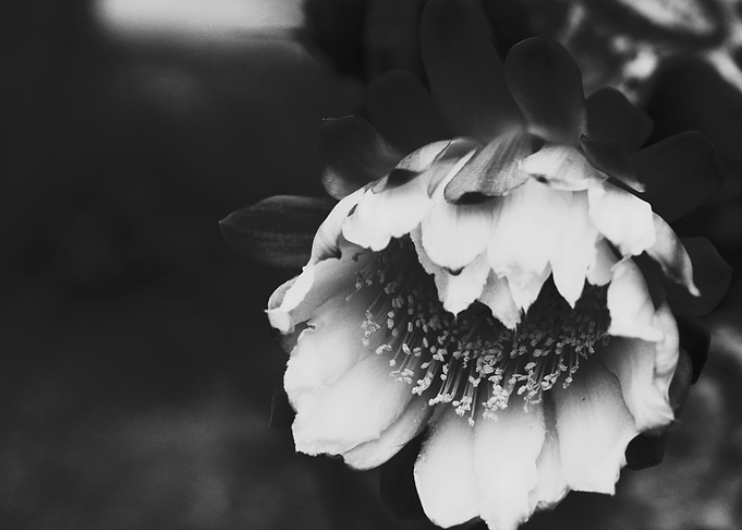 Black and White