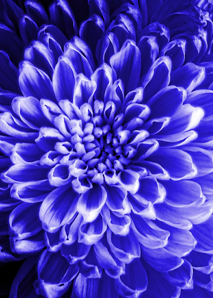 Blue Chrysanthemum