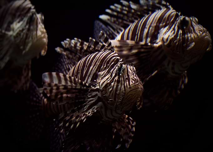 Lion Fish