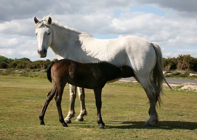 Horse and little one