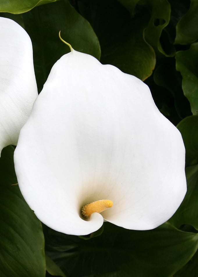 white lily