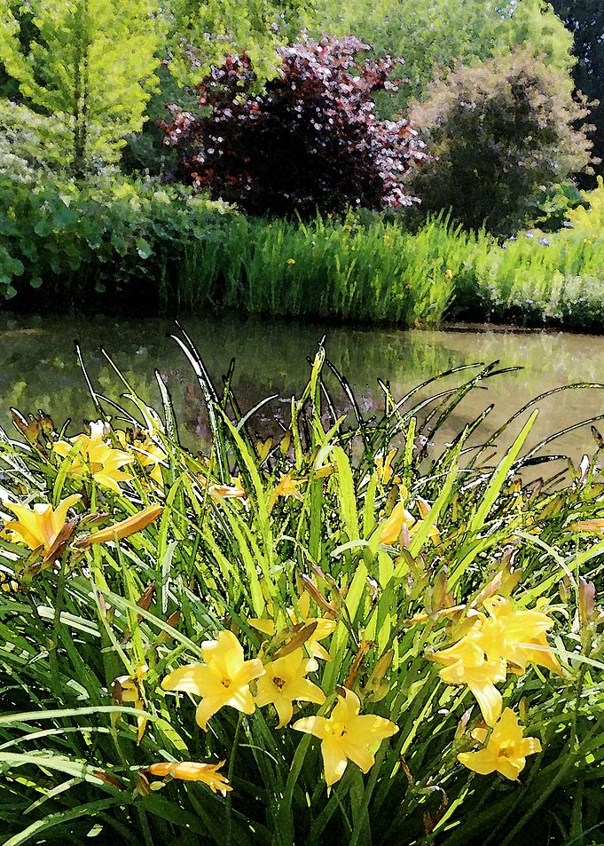 Yellow Iris