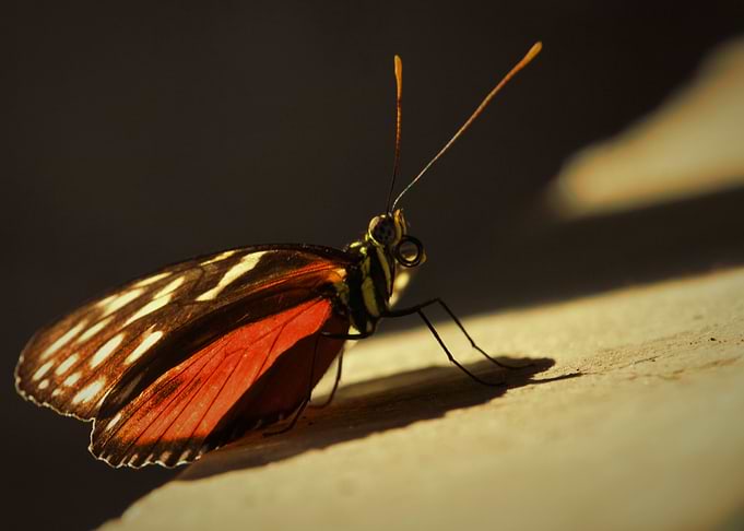 sunny butterfly