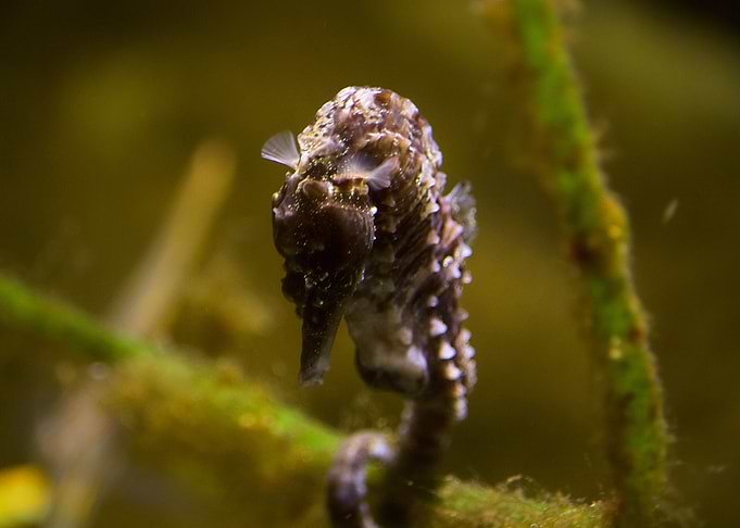Seahorse