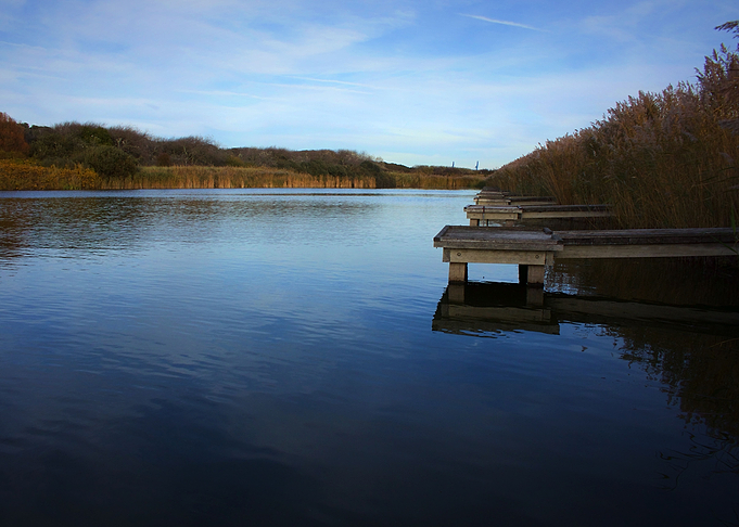 fishpond