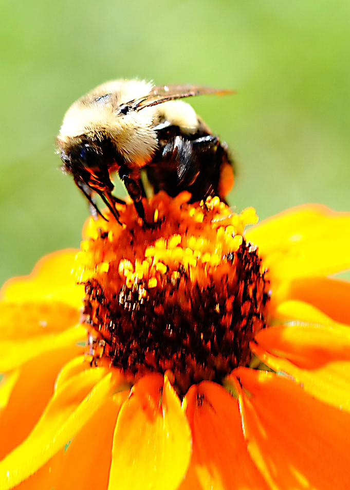 Bee On a Flower
