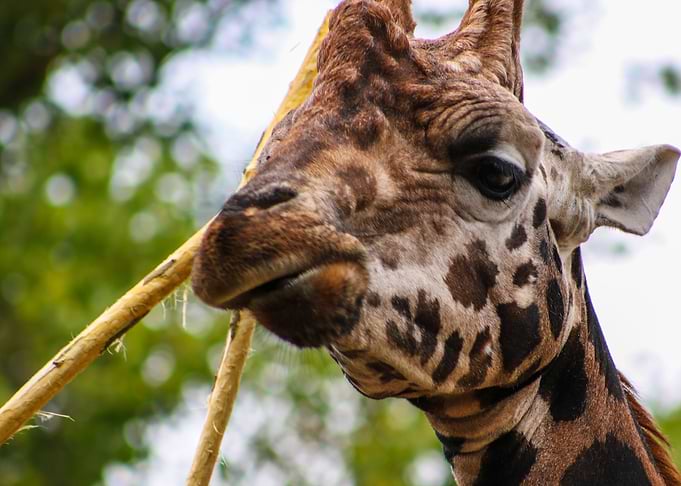 Giraffe