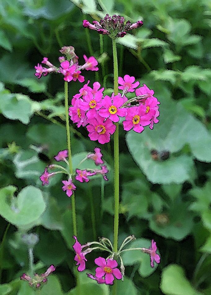 Long Pink Flower