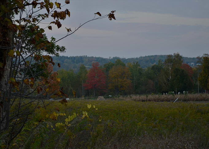 Tree Line