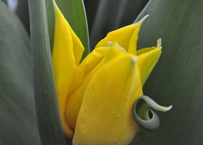 Tulip