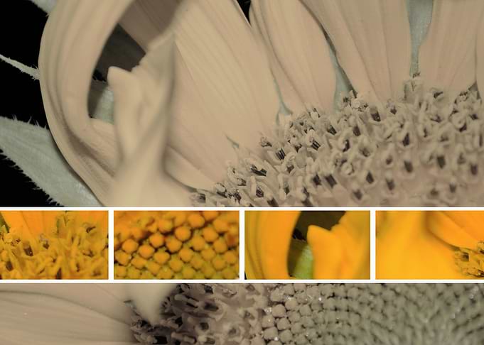 Sunflower Vol 3