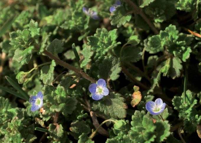Ivy