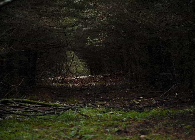 Forest Path