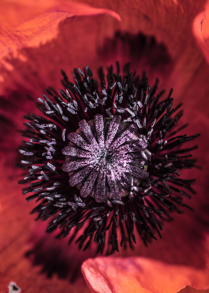 Coquelicot