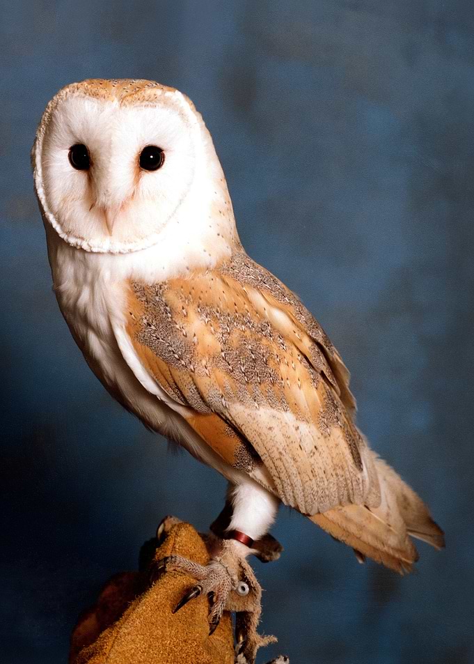 owl