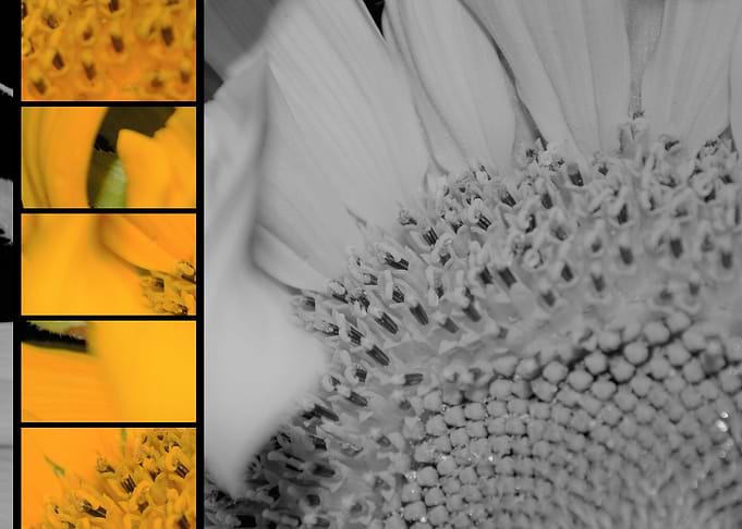 Sunflower Vol2