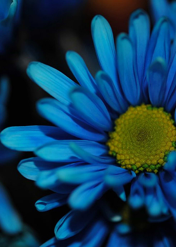 Blue Daisy